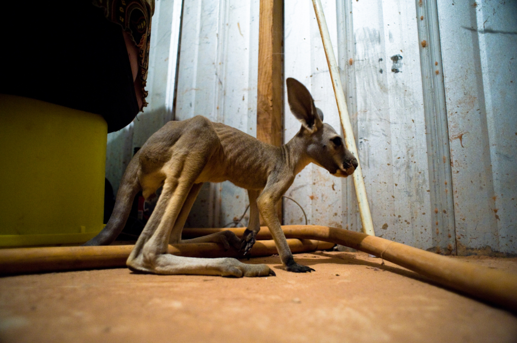 Australia-2010-DSC6738-photo-chris-erlbeck.jpg